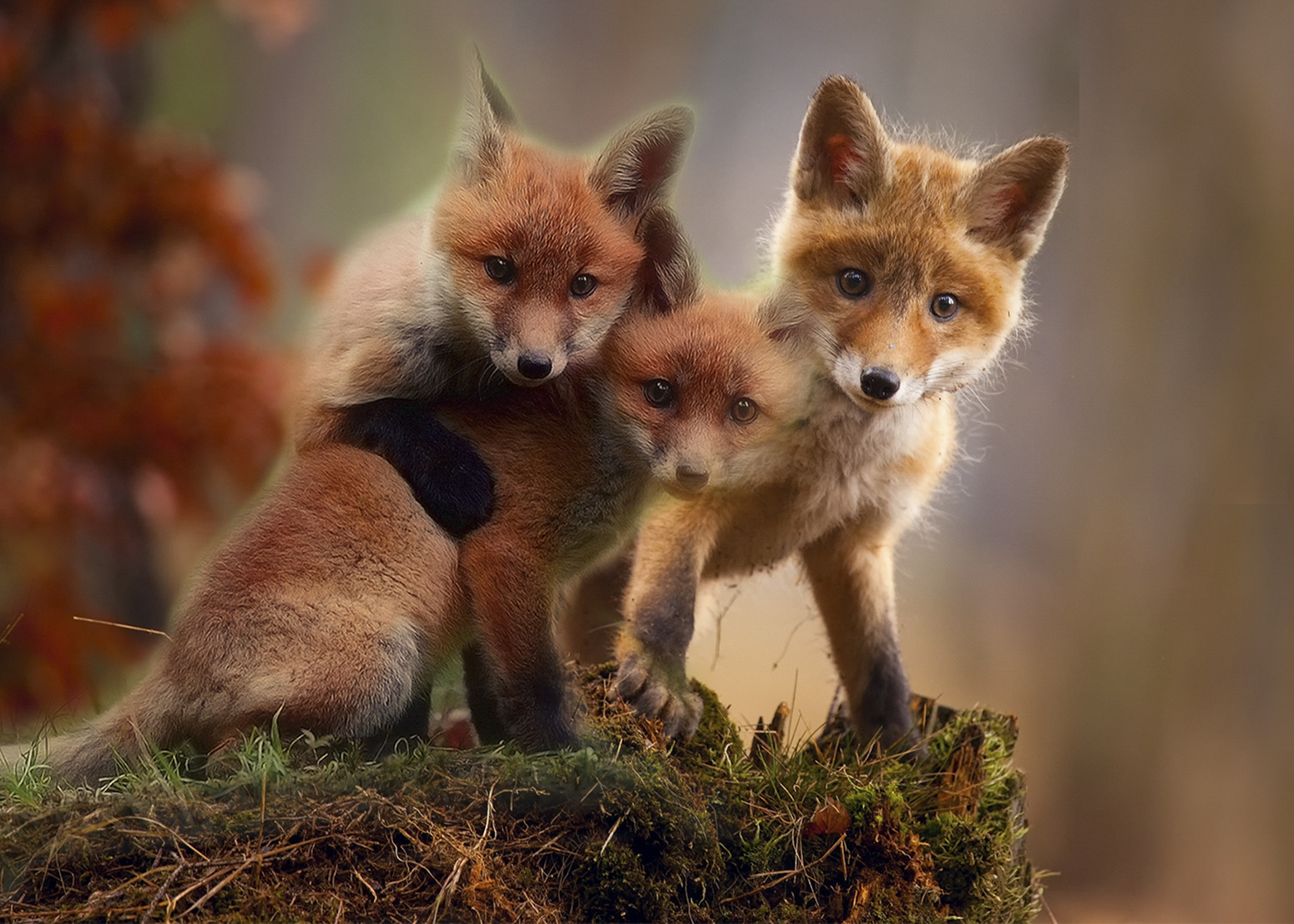 Fox with Cubs